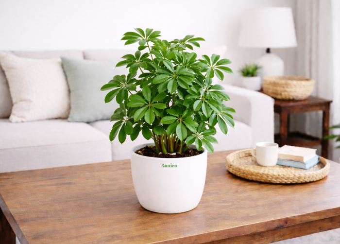 Schefflera